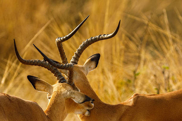 istock Zambia_Safari_2018_2 995313576
