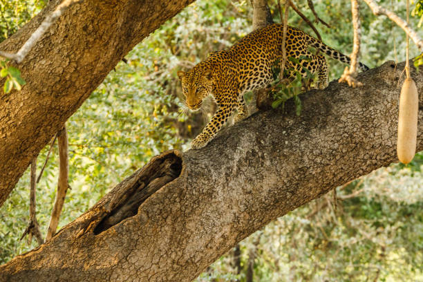 istock Zambia_Safari_2018_2 995313616