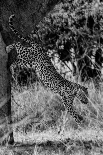 istock Zambia_Safari_2018_2 995313618