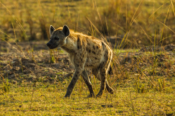 istock Zambia_Safari_2018_2 995313656