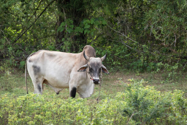 istock cow is in the farm 995313700