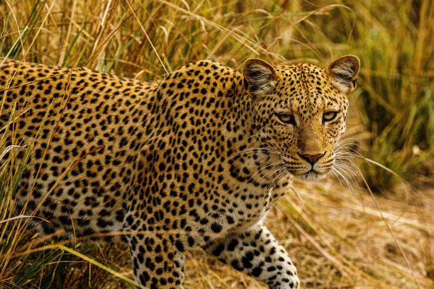 istock Zambia_Safari_2018_3 995315934