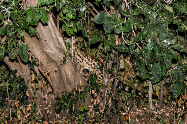 The beauty and diversity of Zambia's South Luangwa National Park