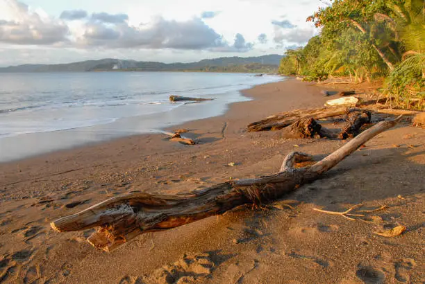 A piece of dead wood on Bahia Drake's black sand beach at sunset