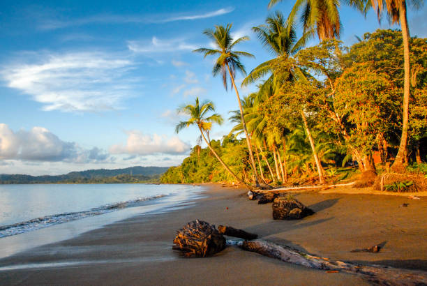 playa bahía drake - pato macho fotografías e imágenes de stock