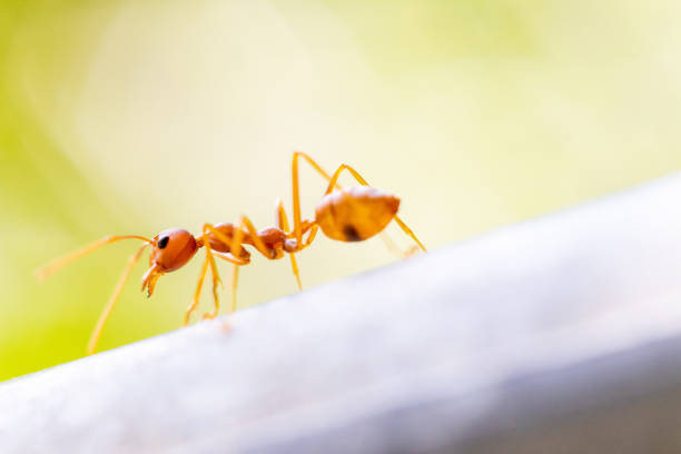 istock Fire ant in nature orange yellow background, Life cycle 995323294