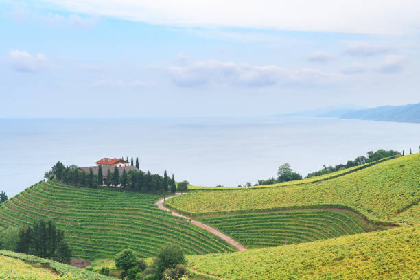 rolling vineyard landscape rolling vineyard landscape at getaria town, located at Basque Country, Spain getaria stock pictures, royalty-free photos & images