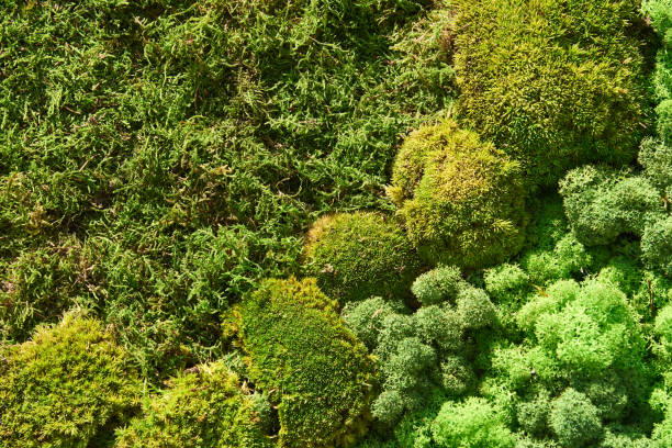 istock Composition of various types of moss. Background, texture 995332042