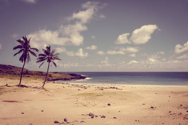 istock Palm trees on Anakena beach, easter island 995332378