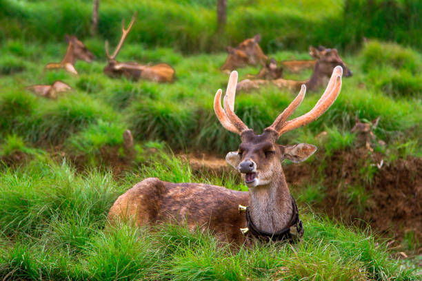 istock Deer in the forest, Jawa, Indonesia 995332526
