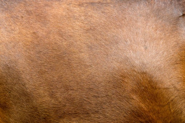 istock Horse skin concept for background 995332570