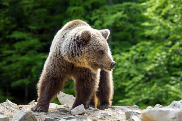 istock European brown bear in a forest landscape 995332576