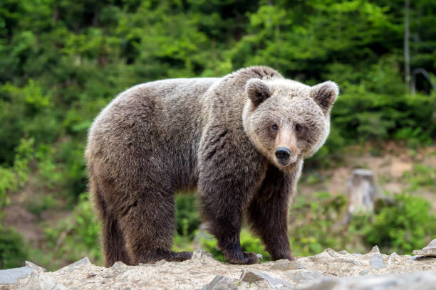 istock European brown bear in a forest landscape 995332580