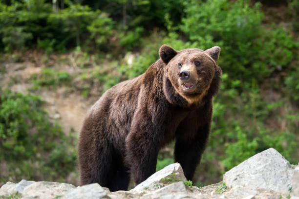 istock European brown bear in a forest landscape 995332608