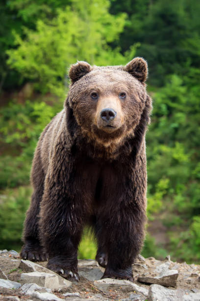 istock European brown bear in a forest landscape 995332646