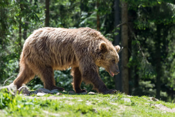 istock European brown bear in a forest landscape 995332886
