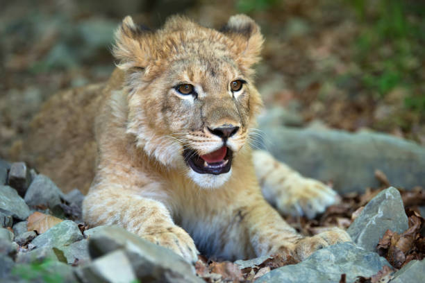 A young, adorable Asiatic lion cub rests among golden autumn leaves in a natural environment. The cub, with its soft, golden-brown fur, is lying down in the sunlight, amidst fallen leaves and small stones.  The scene exudes calmness and beauty, highlighting the preservation of this endangered species.