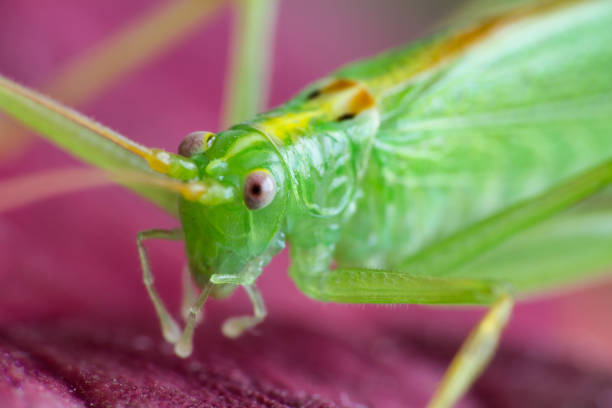 istock Great green grasshopper on red leave, macro photo 995342760