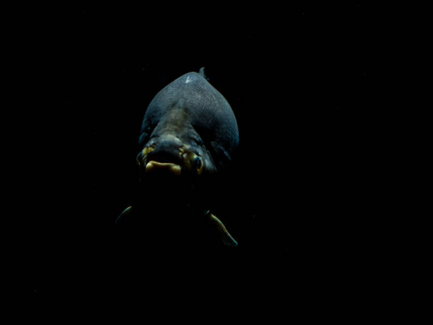 peixe de mar profundo fecha dramática no zoológico de amsterdã - pacific ocean - fotografias e filmes do acervo