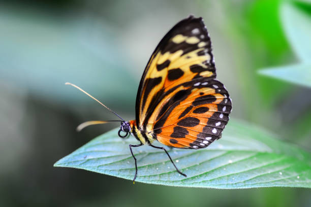 istock Closeup  beautiful butterfly . 995349684