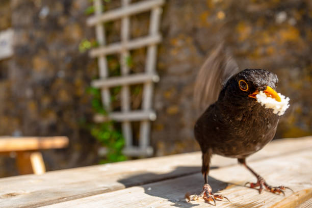 istock Eurasian Blackbird (Turdus merula) in nice portrait pose 995350172