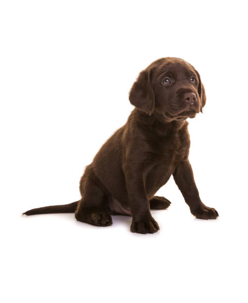 istock Chocolate Labrador Puppy 995350378