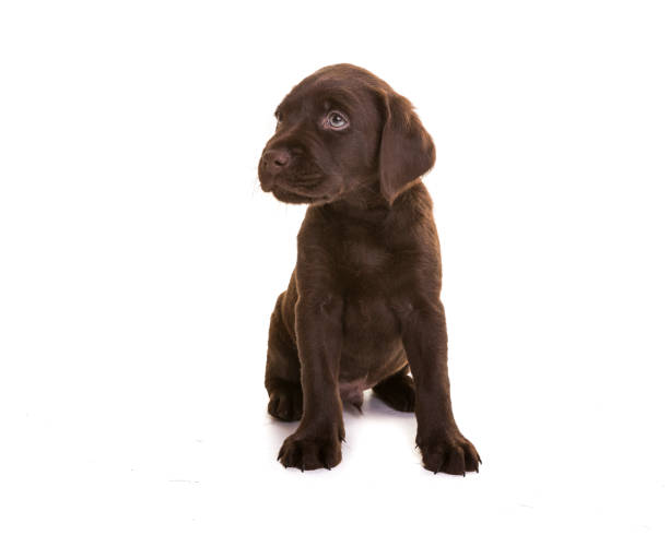 istock Chocolate Labrador Puppy 995350424