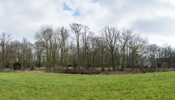 istock Grassland with bare trees panorama in Boxtel The Netherlands 995353078