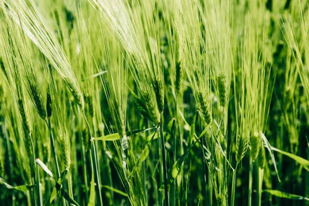 cevada verde linda crescendo em campo, paisagem rural. finlândia - oat farm grass barley - fotografias e filmes do acervo