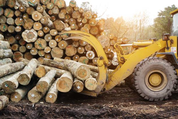istock Forklift truck grabs wood in a wood processing plant 995358046