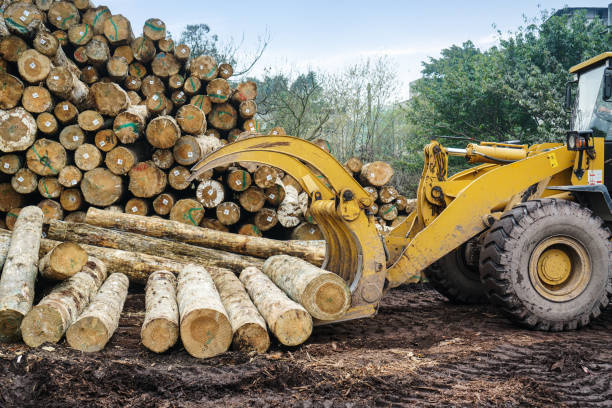 istock Forklift truck grabs wood in a wood processing plant 995358058