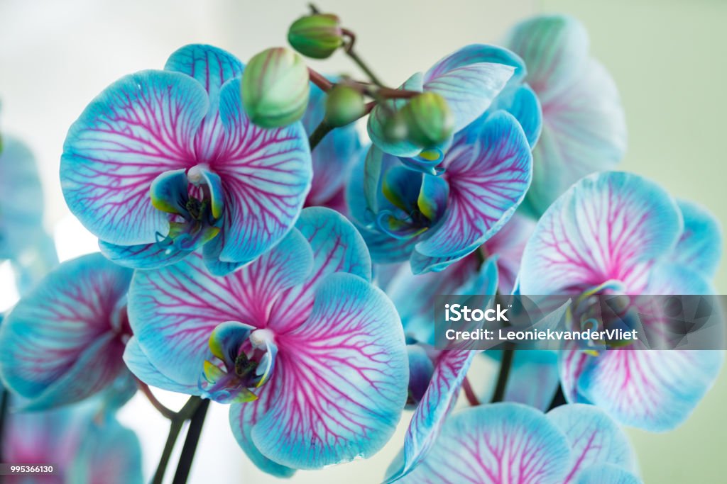Foto de Azul E Rosa Orquídea Maravilha Da Natureza Florescendo Isolado Em  Um Fundo Branco e mais fotos de stock de Exposição de flores - iStock