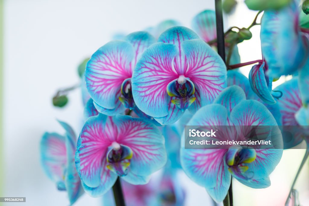 Foto de Azul E Rosa Orquídea Maravilha Da Natureza Florescendo Isolado Em  Um Fundo Branco e mais fotos de stock de Azul - iStock