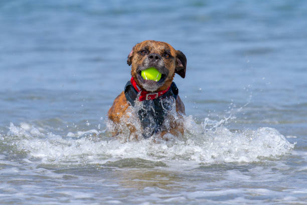 istock Happy Dog playing fetch on a seaside sandy beach 995368292