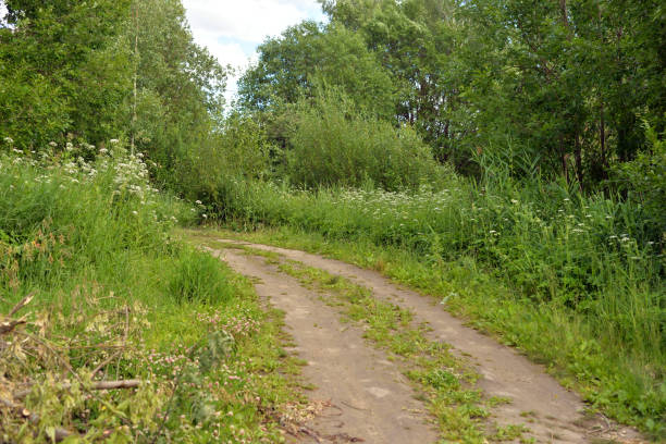istock Rural road at summer day. 995368598