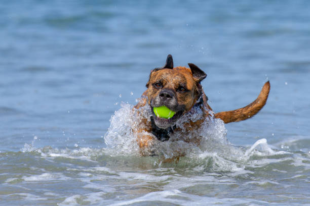istock Happy Dog playing fetch on a seaside sandy beach 995368806