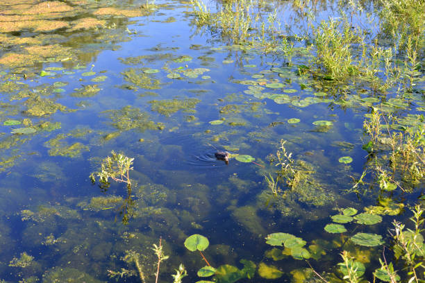 istock Aquatic plants in swamp. 995368964