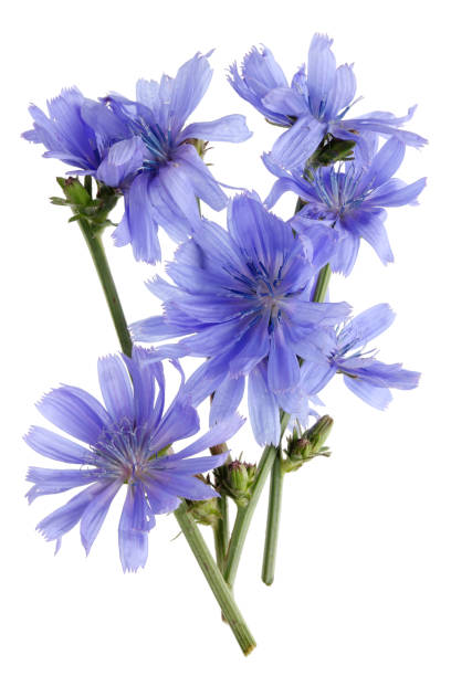 gałązki rośliny cykorii polowej z delikatnymi niebieskimi kwiatami - succory zdjęcia i obrazy z banku zdjęć
