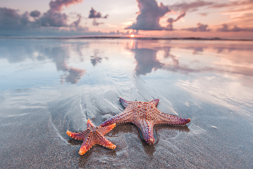 Two starfish on the beach and beautiful sunset over sea