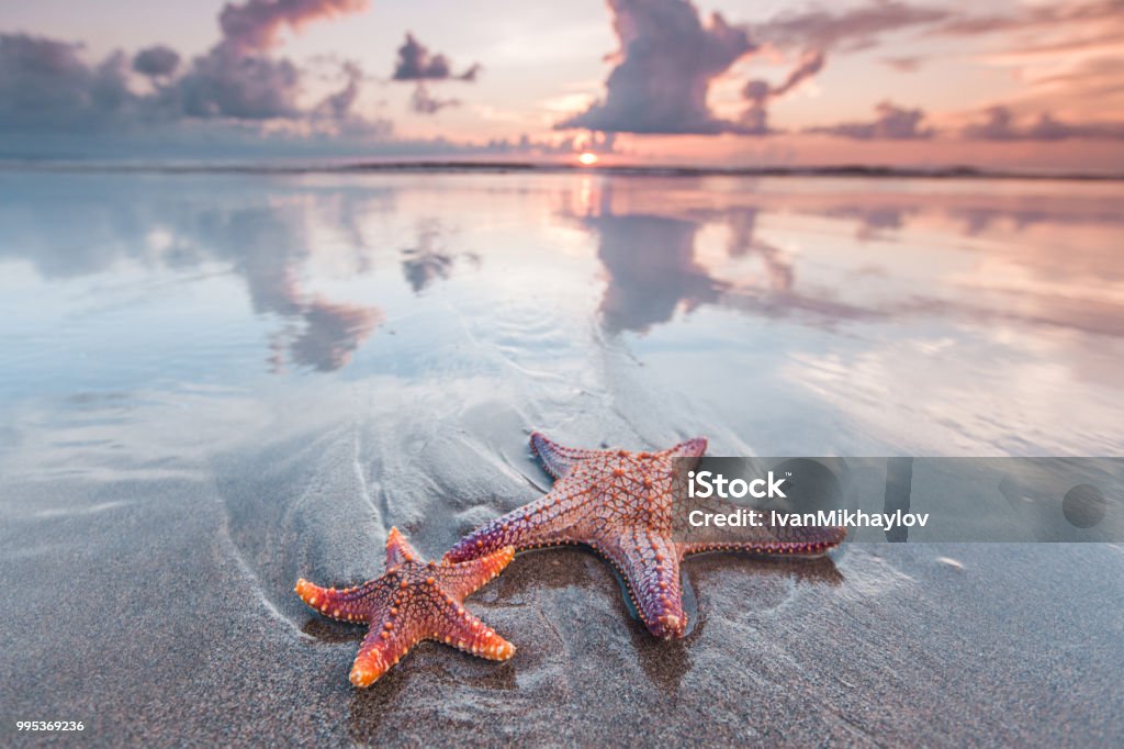 Starfish on beach Two starfish on the beach and beautiful sunset over sea Starfish Stock Photo