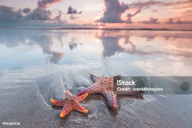 Starfish On Beach Stock Photo - Download Image Now - Starfish, Beach, Sunset