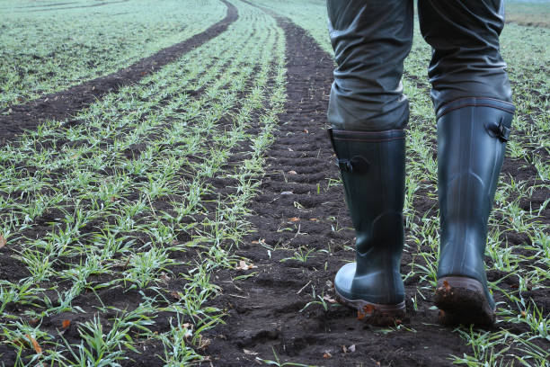 Lav aftensmad Nord Vest Nedgang With Rubber Boots Along The Lane Stock Photo - Download Image Now - Farmer,  Agricultural Field, Rain - iStock
