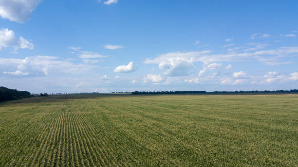 istock aerial view of a beautiful sunset over green corn fields - agricultural fields 995373960