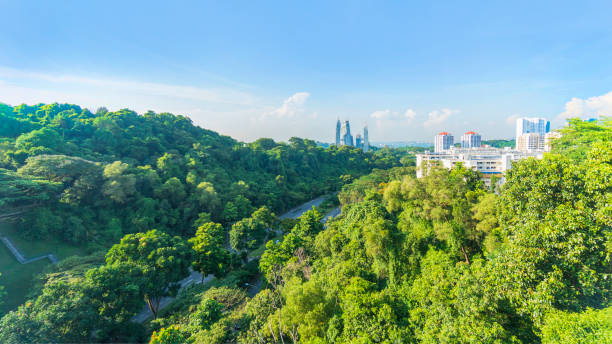 istock forest tree green field with urban modern city and blue sky white cloud 995373966