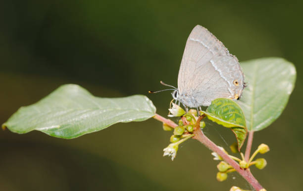 Purple hairstreak Butterfly (Neozephyrus quercus)