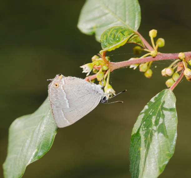 istock Purple hairstreak Butterfly (Neozephyrus quercus) 995378590