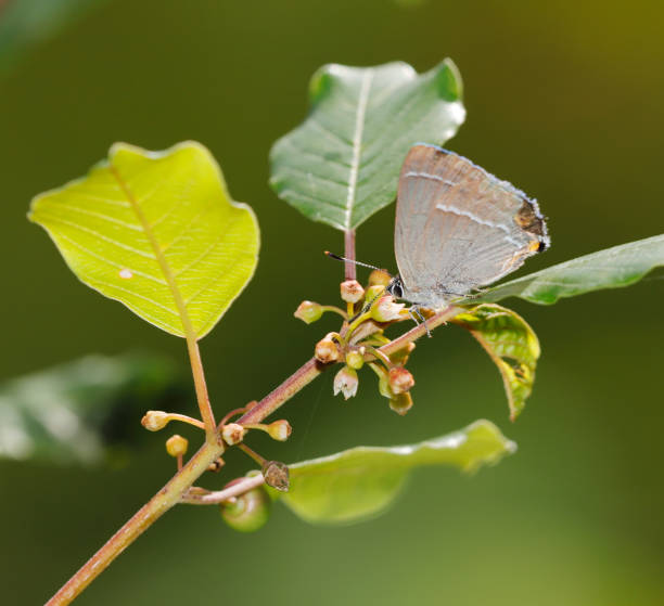 istock Purple hairstreak Butterfly (Neozephyrus quercus) 995378734