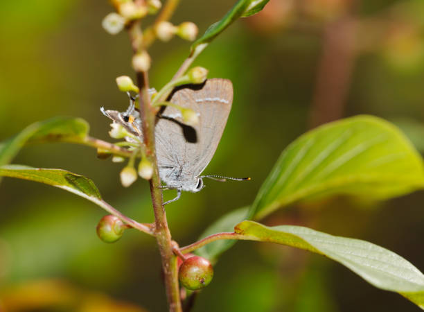 Purple hairstreak Butterfly (Neozephyrus quercus) The Purple Hairstreak is a fairly scarce resident. The species was more or less stable in the 20th century. However in the last decade there is a moderate decline and is expending northwards (even on some Frisian Islands.
The species is mostly found on sandy soils, usually in the canopy of large oak trees, mainly Quercus robur. Here, the butterflies feed on honeydew and the males and females meet.
It flies in one generation from early July until mid-August and hibernates as an egg.

I photographed the species in a Sand Dune area in the Province of Utrecht in begin July of 2018. It feeds on honeydew of Frangula alnus. frangula alnus stock pictures, royalty-free photos & images