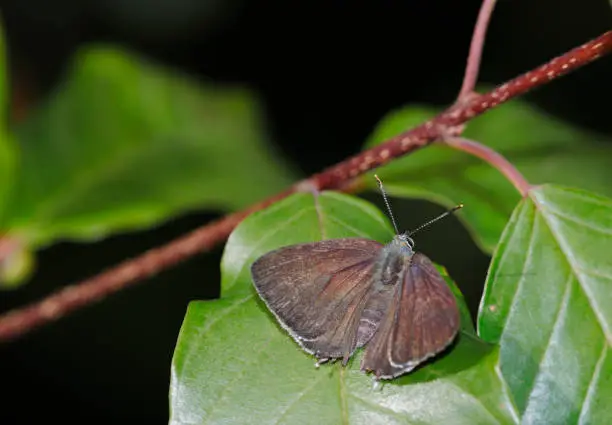 The Purple Hairstreak is a fairly scarce resident. The species was more or less stable in the 20th century. However in the last decade there is a moderate decline and is expending northwards (even on some Frisian Islands.
The species is mostly found on sandy soils, usually in the canopy of large oak trees, mainly Quercus robur. Here, the butterflies feed on honeydew and the males and females meet.
It flies in one generation from early July until mid-August and hibernates as an egg.

I photographed the species in a Sand Dune area in the Province of Utrecht in begin July of 2018. It feeds on honeydew of Frangula alnus.