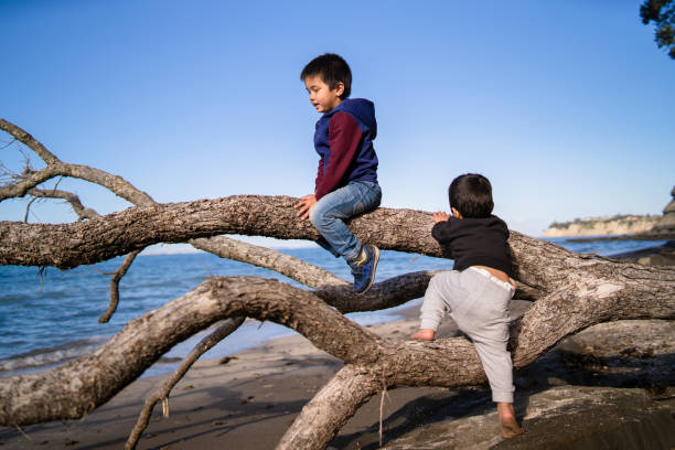 Kid Enjoying Outdoors. Fallen tree at long bay and kid riding on it in Auckland, New Zealand. rangitoto island stock pictures, royalty-free photos & images